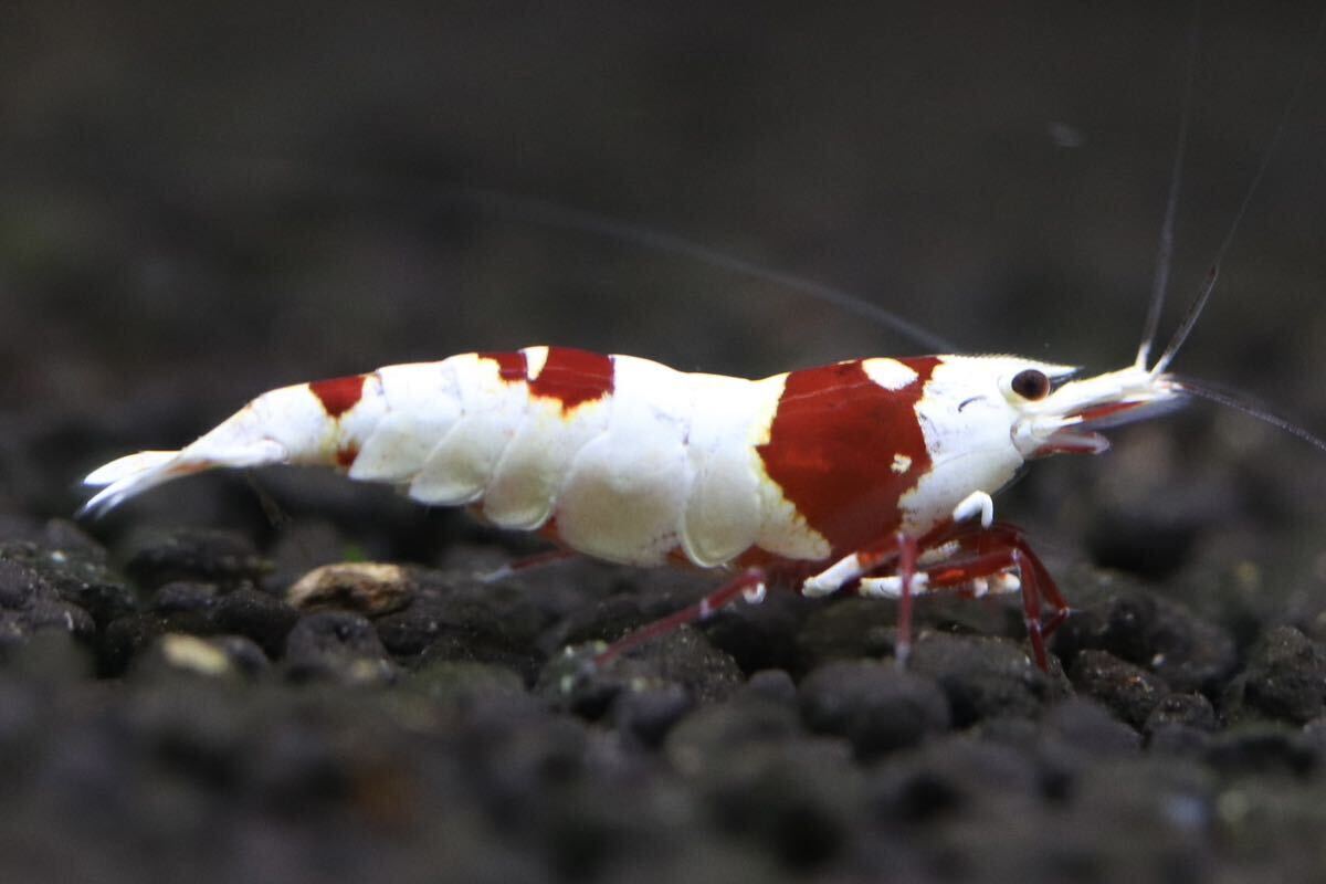 【シュリンプアワード】【ビーシュリンプ部門】【M-shrimp】レッドビーシュリンプ ペアの画像8