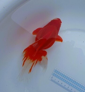  goldfish plaza NO48 opening 3 -years old special selection fish old ..* Camel back Ryuukin (3) element red * cheek white approximately 18cm four . tail male type 