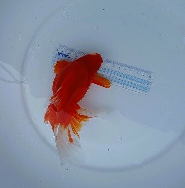  goldfish plaza NO48 opening 3 -years old special selection fish old ..* Camel back Ryuukin (3) element red * cheek white approximately 18cm four . tail male type 