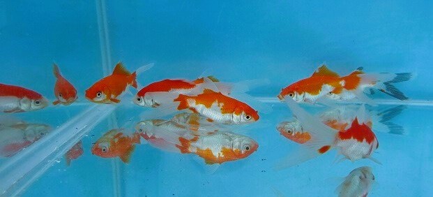 金魚広場 NO４４ 明け２歳特選 庄内金魚・かつぶし更紗 約８．５～９ｃｍ ７匹＋５匹 計１２匹 の画像3