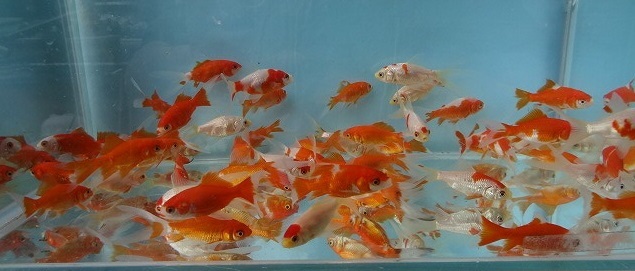 金魚広場 NO５０ GW特選 お家で金魚すくいセット・コメット(スター(1)) 約５～６ｃｍ ５０匹の画像3