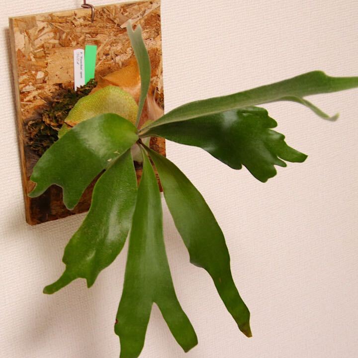 [P.\'Peawchan\' spore] staghorn fern pyu- tea n.. breeding stock 2