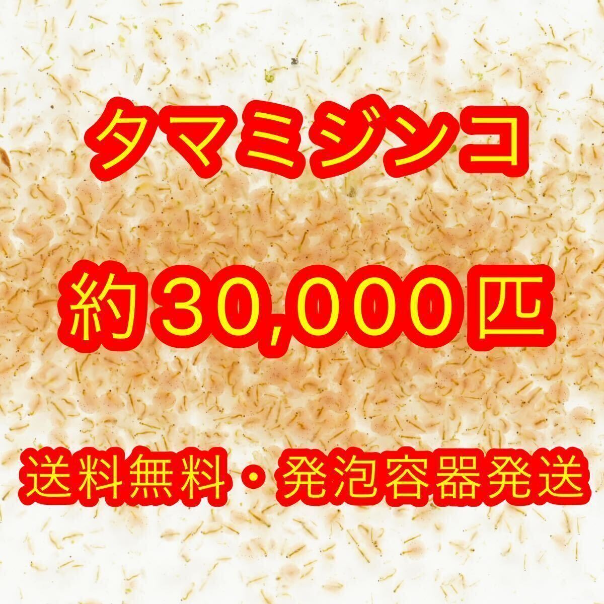 【送料無料】タマミジンコ 約30,000匹1_画像1