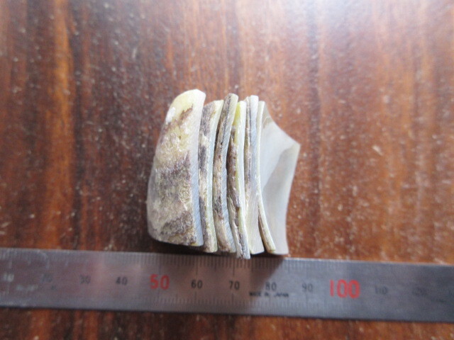 愛媛県宇和島産アコヤ貝（パールシェル）プレートNo.1  6枚の画像8