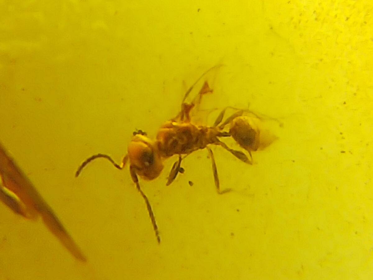 #7661 白亜紀 虫入り ビルマ琥珀 白亜紀の寄生蜂固有科 Serphitidae（バーマイト 昆虫 化石 アンバー）の画像2