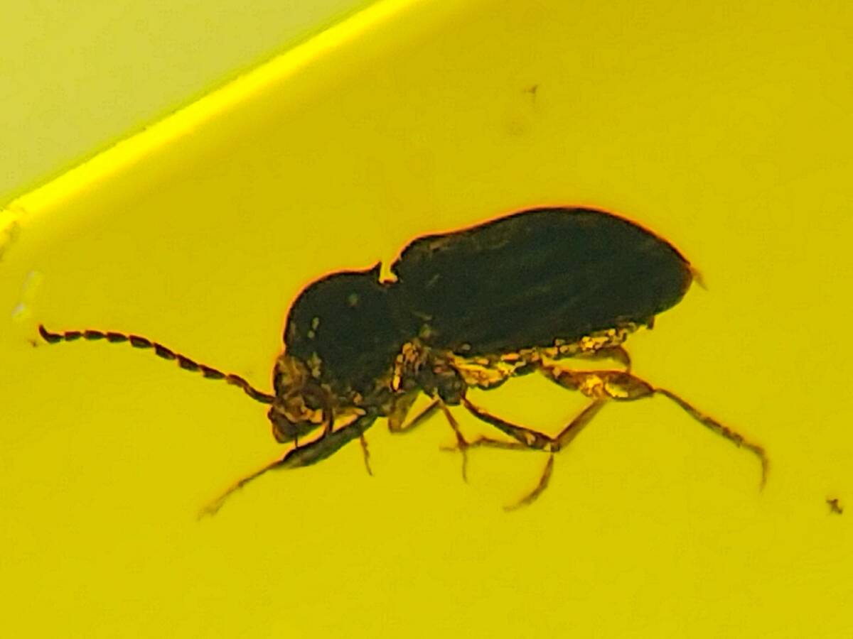 #7985 白亜紀 虫入り ビルマ琥珀 コメツキムシ上科（甲虫）の不明科（バーマイト 昆虫 化石 アンバー）の画像2