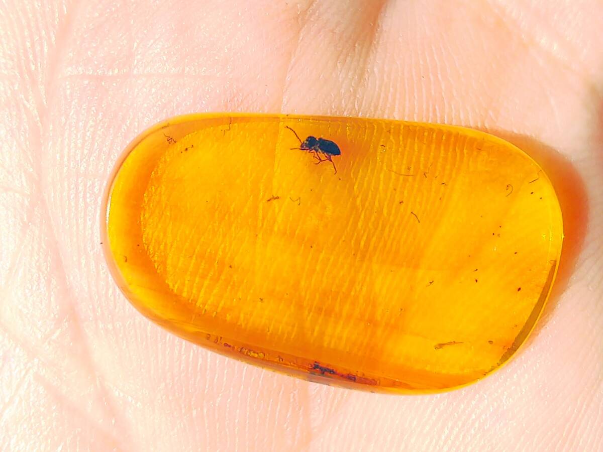 #7985 白亜紀 虫入り ビルマ琥珀 コメツキムシ上科（甲虫）の不明科（バーマイト 昆虫 化石 アンバー）の画像7