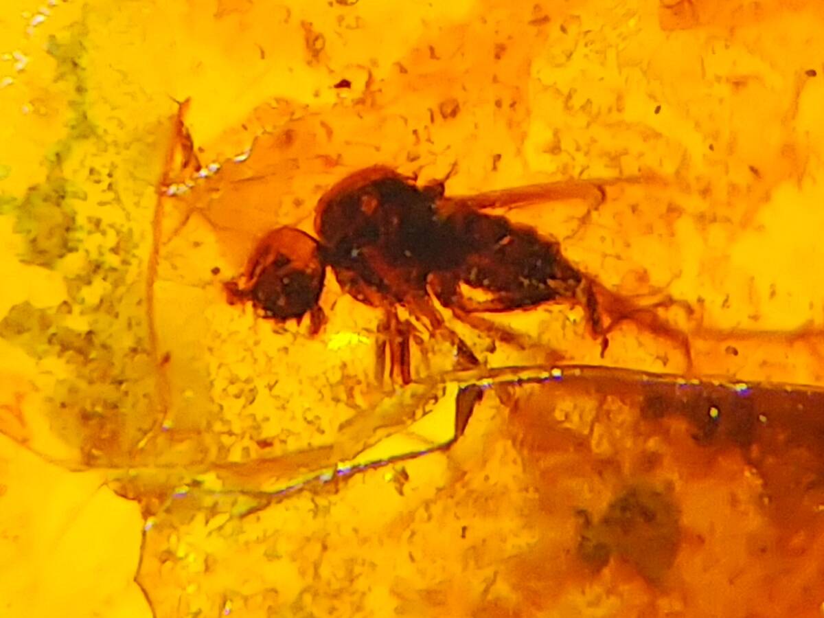 #7953 白亜紀 虫入り ビルマ琥珀 ブラッドレッド 蠅 甲虫（バーマイト 昆虫 化石 アンバー）の画像1