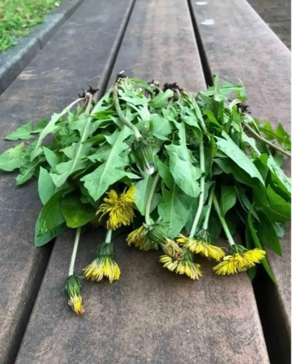 天然自然栽培　無農薬　たんぽぽ　約250g 花付き 新鮮　農薬不使用　野草　タンポポ　蒲公英