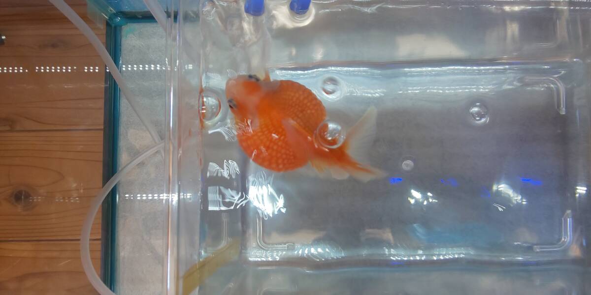 即決まんまるピンポンパール　赤ちゃん（稚魚）40匹+10匹_親です(オス)