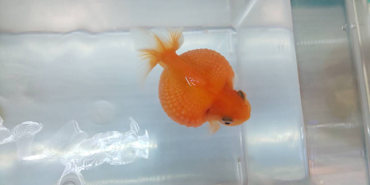 即決まんまるピンポンパール　赤ちゃん（稚魚）40匹+10匹_親です(メス)