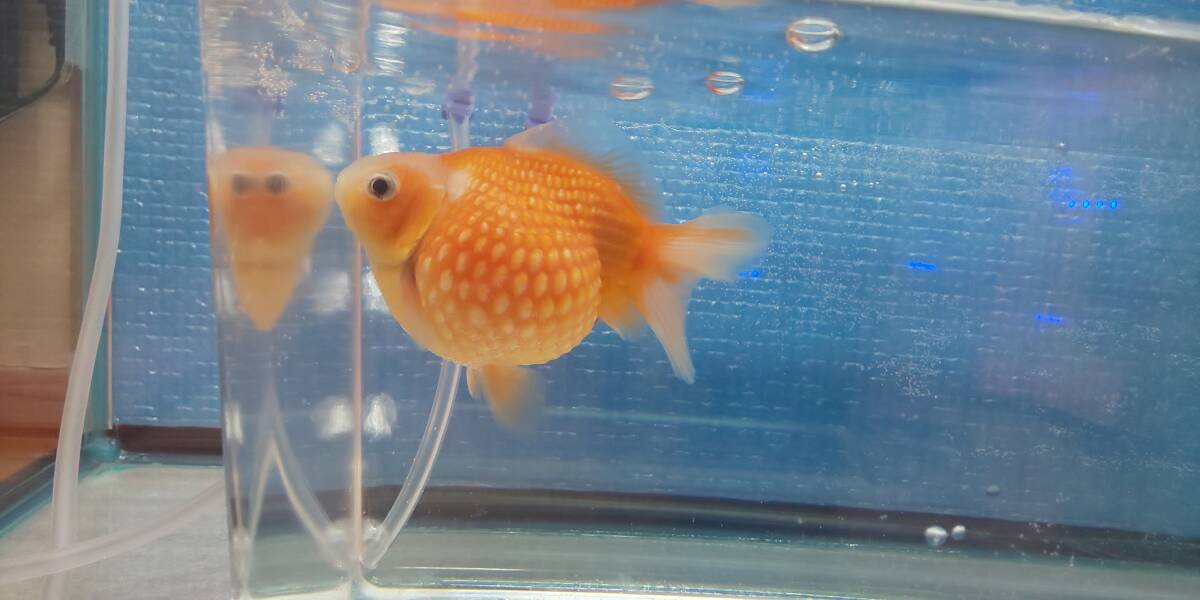 即決まんまるピンポンパール　赤ちゃん（稚魚）40匹+10匹_親です(オス)