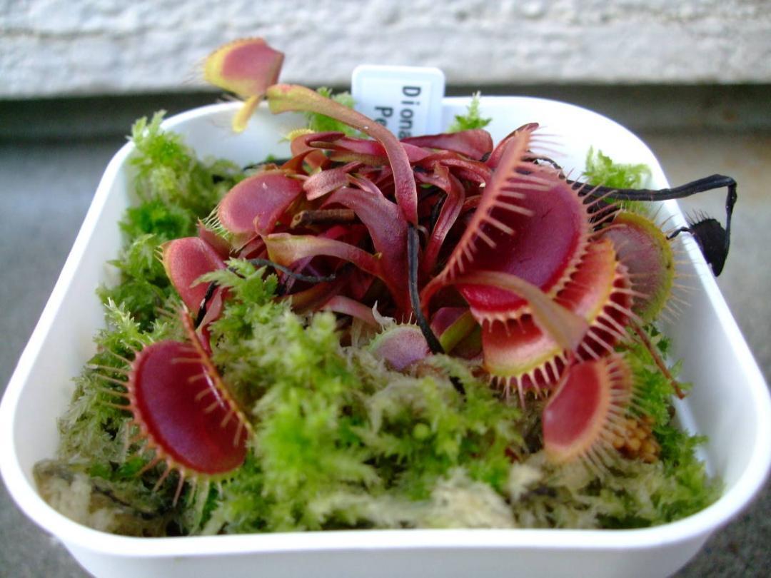 赤系 ハエトリソウ Dionaea muscipula Petite Dragon 抜き苗 食虫植物 Cの画像2