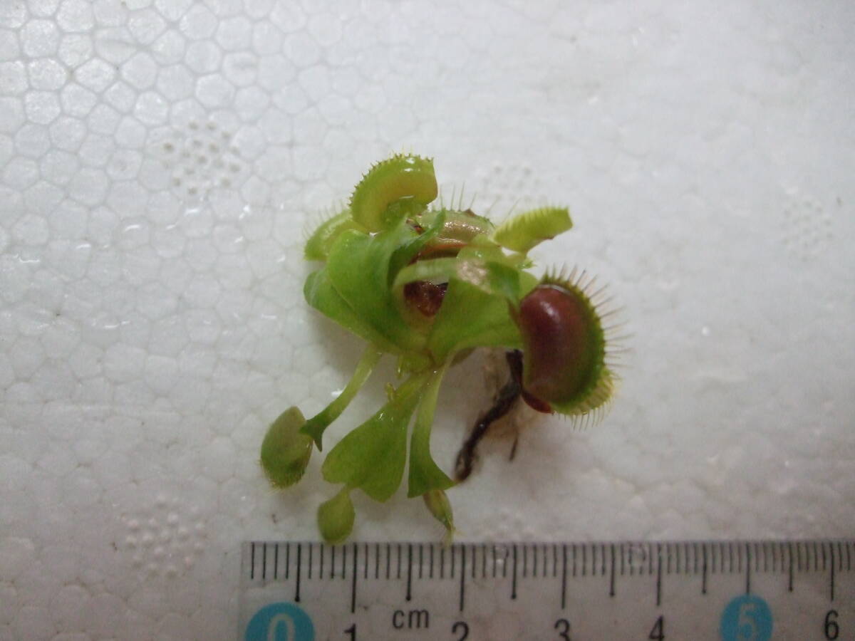 ハエトリソウ Dionaea muscipula Phalanx 抜き苗 食虫植物 Fの画像3