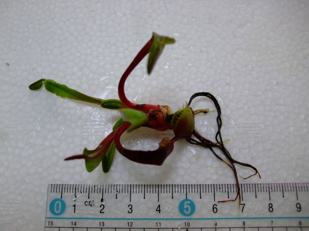 赤系 ハエトリソウ Dionaea muscipula Petite Dragon 抜き苗 食虫植物 Cの画像1