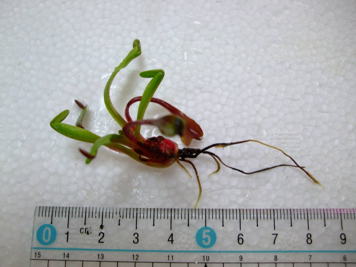 赤系 ハエトリソウ Dionaea muscipula Petite Dragon 抜き苗 食虫植物 Bの画像1