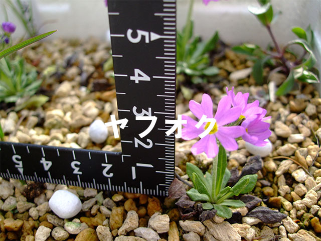 ネムロコザクラ(ユキワリコザクラ) 種子 40粒 北海道根室産 北海道固有種 高山植物 山野草_画像1