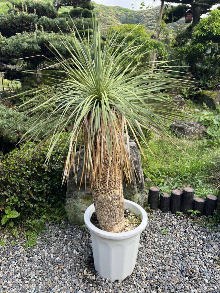 極太 ワイルド 1m31.5cm  ユッカ ロストラータ 発根 耐寒性-15 ドライガーデン 地植え シンボルツリー Yucca ガーデニング 庭の画像1