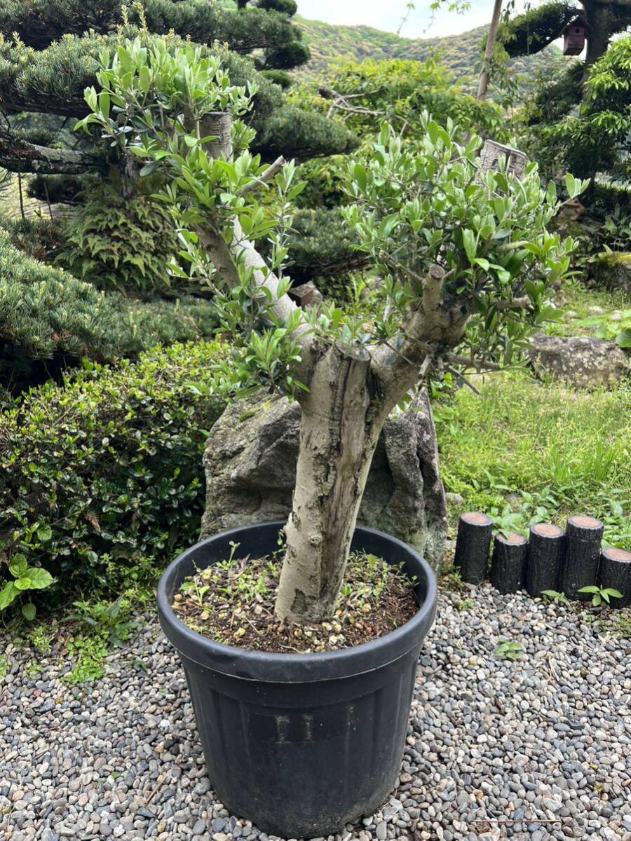  старый дерево новый лист futoshi АО бонсай оливковый Olive земля .. символ tree старый АО Driger ten выдерживающий холод двор 
