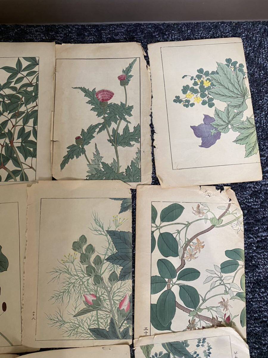 [ old book summarize ] woodblock print Japanese picture flower old book antique goods antique 