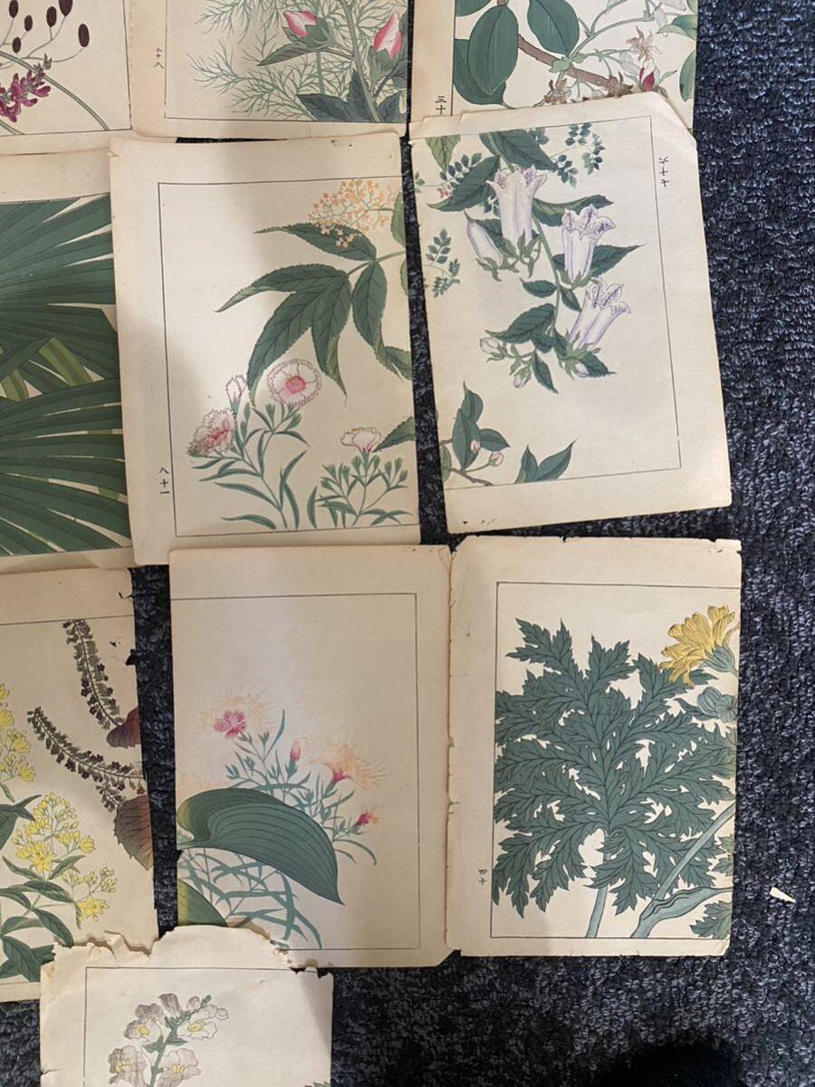 [ old book summarize ] woodblock print Japanese picture flower old book antique goods antique 