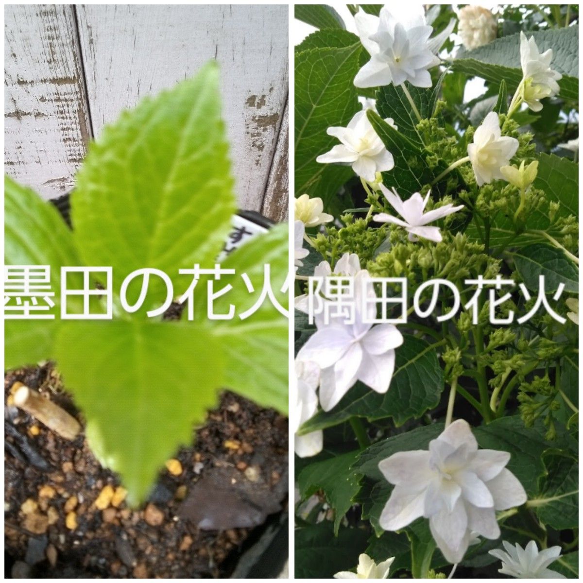 あじさい「墨田の花火」