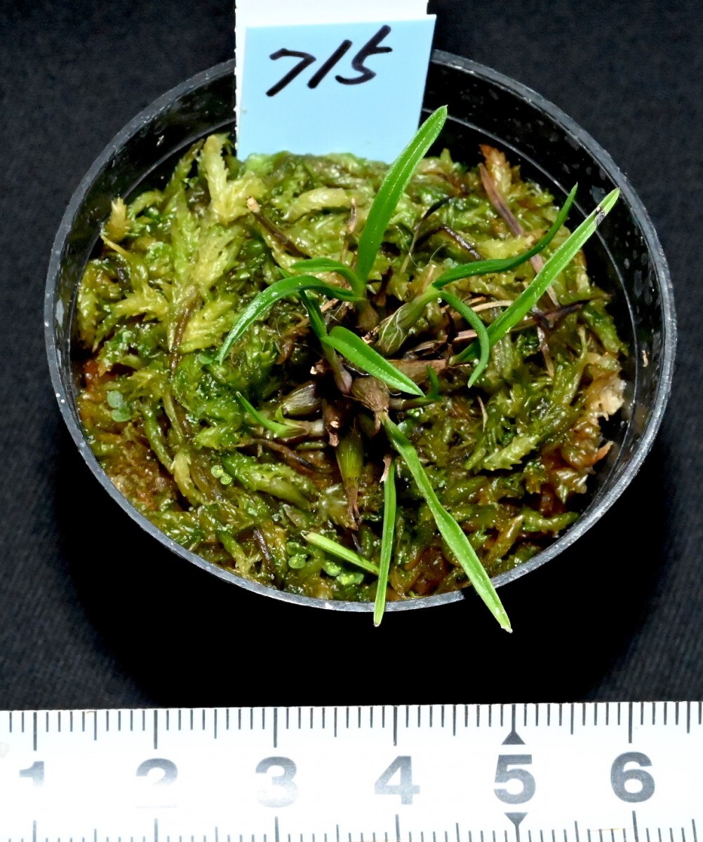 洋蘭原種 (715) 希少種　Den. cyanocentrum デンドロビューム シアノセントラム_今回出品の株です。