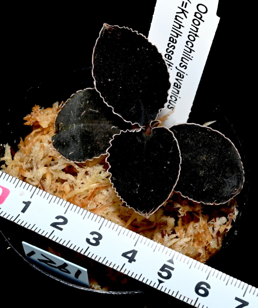 洋蘭原種 (1261) 人気のブラックジュエル Odontochilus (Kuhlhasseltia) javanica オドンドキラス ジャバニカの画像8