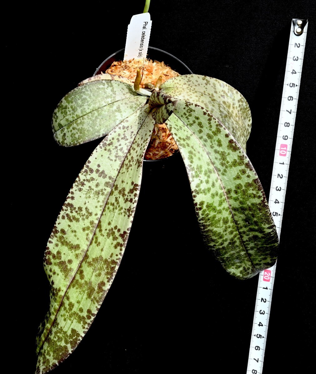 洋蘭原種 (140) 葉の綺麗な胡蝶蘭 大きな株です。Phal. celebensis ファレノプシス セレベンシスの画像6