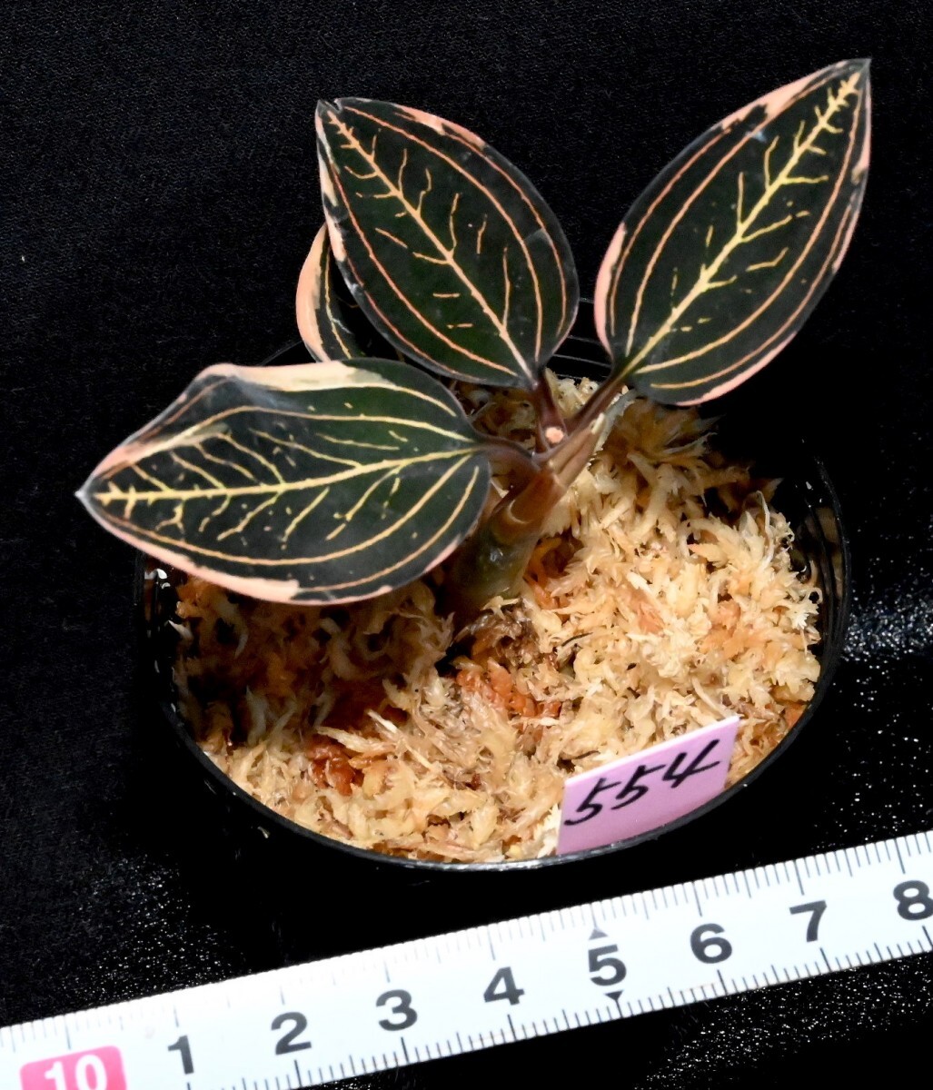 洋蘭原種 (554) 斑入りジュエル Ludisia discolor variegata ルデシア ディスカラー バリエガータ の画像4