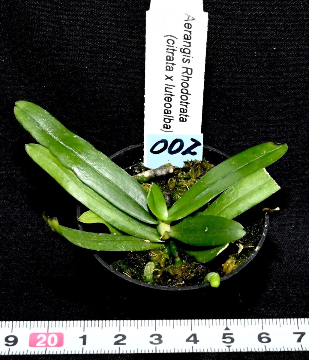 洋蘭 (002) 良株です。Aerangis Rhodotrata エランギス　ロードトラータ_今回出品の株です。