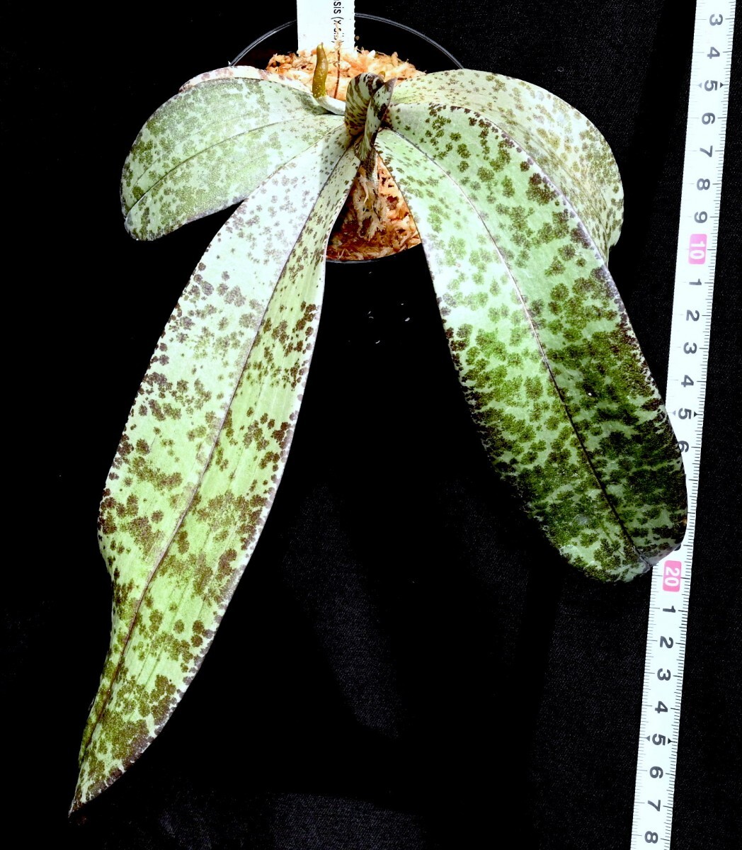 洋蘭原種 (140) 葉の綺麗な胡蝶蘭 大きな株です。Phal. celebensis ファレノプシス セレベンシスの画像3