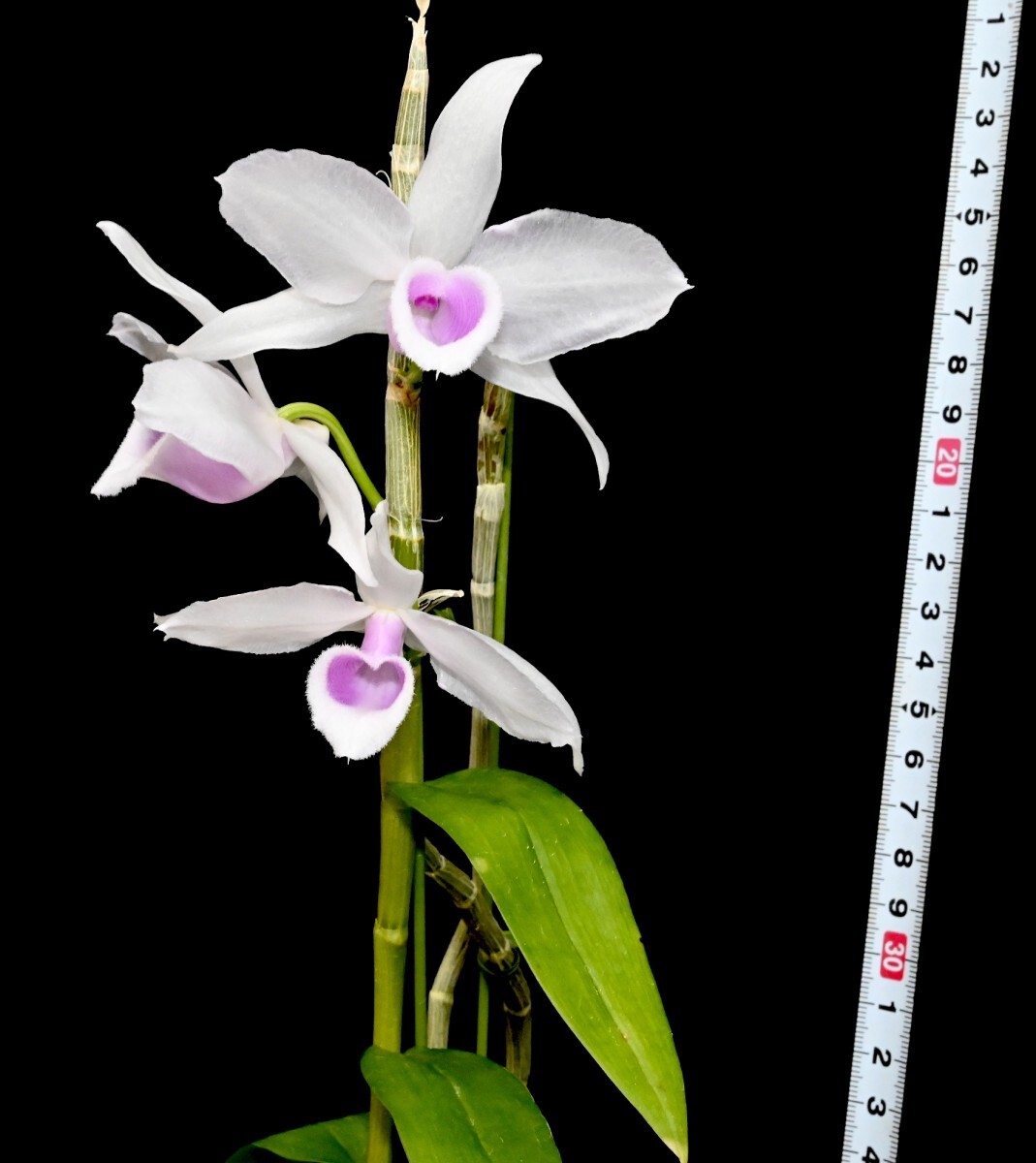 洋蘭原種 (043) とても綺麗な花です。Den. anosmum fma. delicata デンドロビューム アノスマム デリカータの画像1
