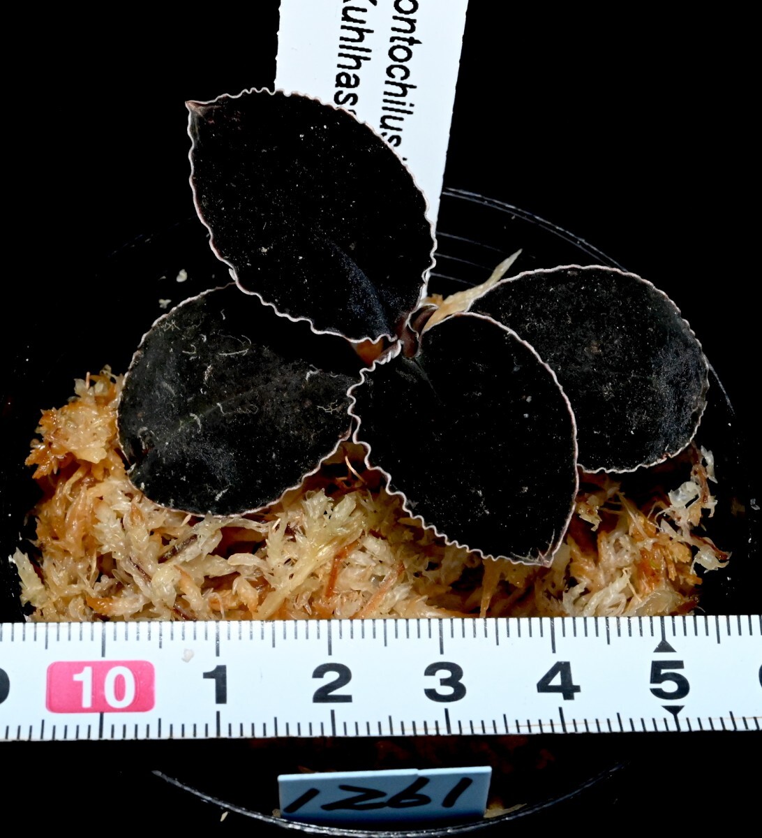 洋蘭原種 (1261) 人気のブラックジュエル Odontochilus (Kuhlhasseltia) javanica オドンドキラス ジャバニカの画像6