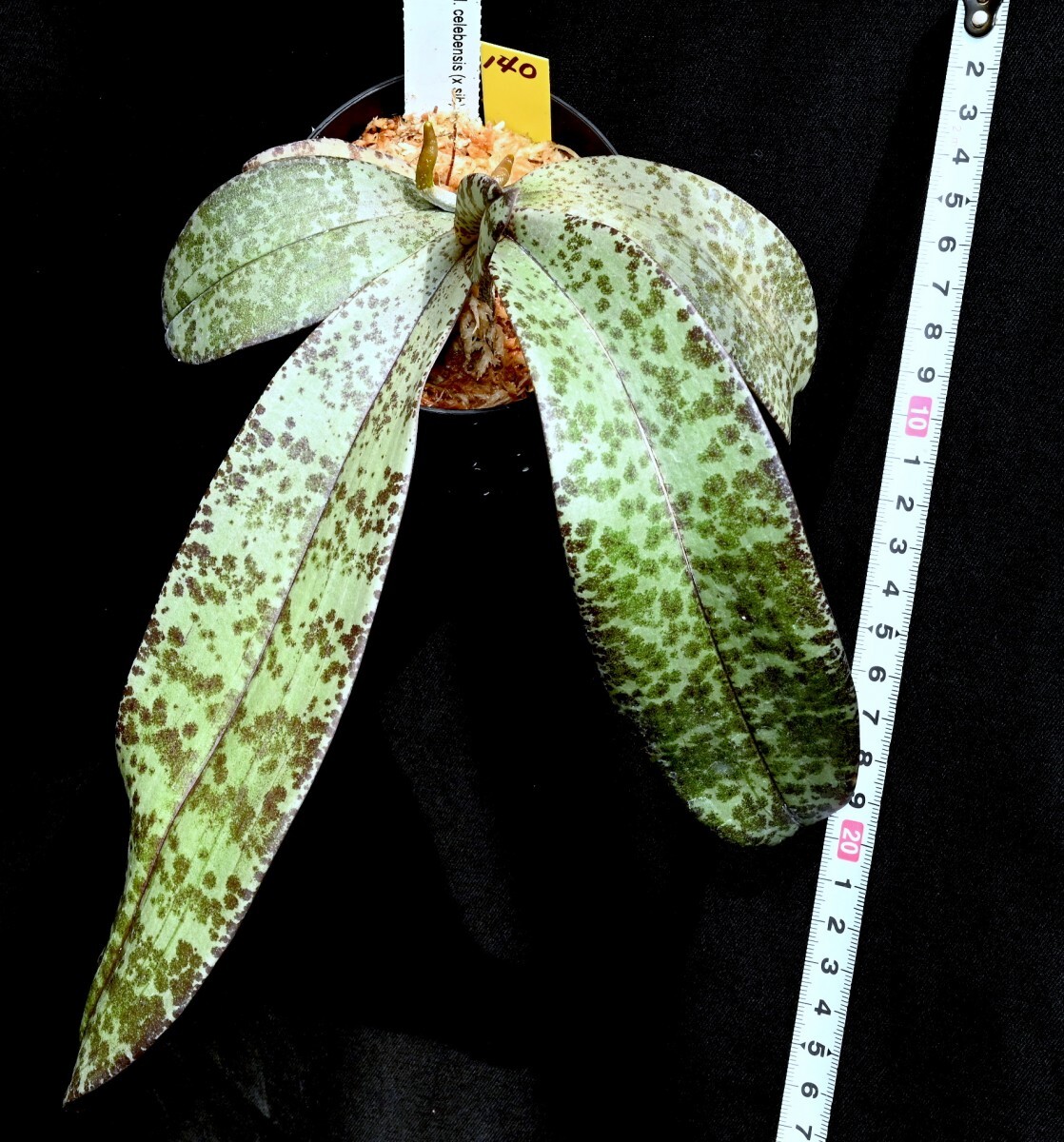 洋蘭原種 (140) 葉の綺麗な胡蝶蘭 大きな株です。Phal. celebensis ファレノプシス セレベンシスの画像5