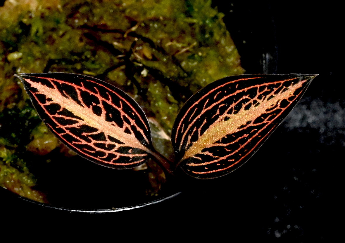 洋蘭原種 (552) Ludisia discolor 'Salmon Sandstone' ルディシア ディスカラー ’サーモンサンドストーン’の画像1