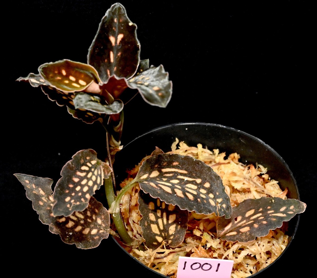 洋蘭原種 (1001) かなり綺麗です。濃色系個体です。希少種 Cystorchis stenoglossa Borneo Type シストーキス　ステノグロッサ_今回出品の株です。