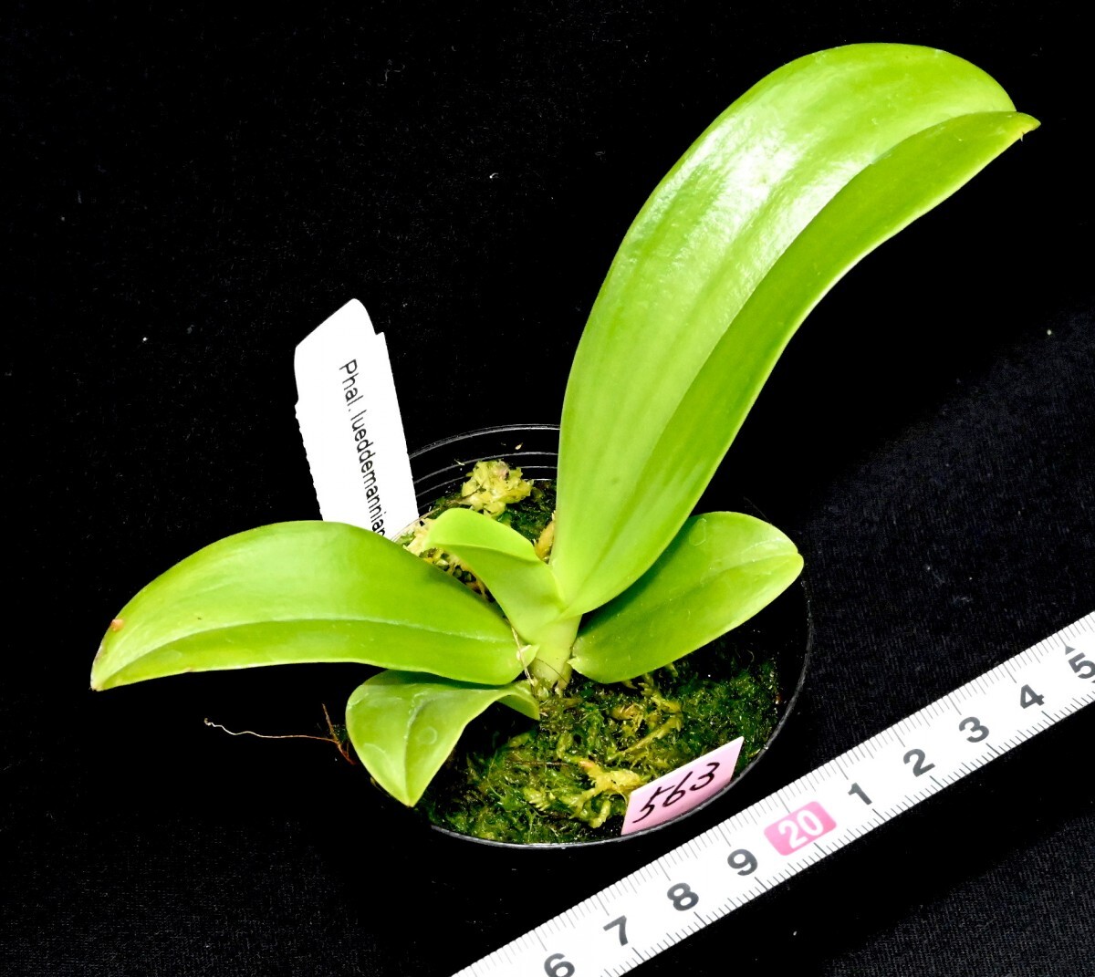 洋蘭 (563) 新入荷 花芽つき、とても綺麗な花が咲き始めています。Phal. (YangYang Blue Flash x YangYang Blue Surprise) (Sib)の画像6