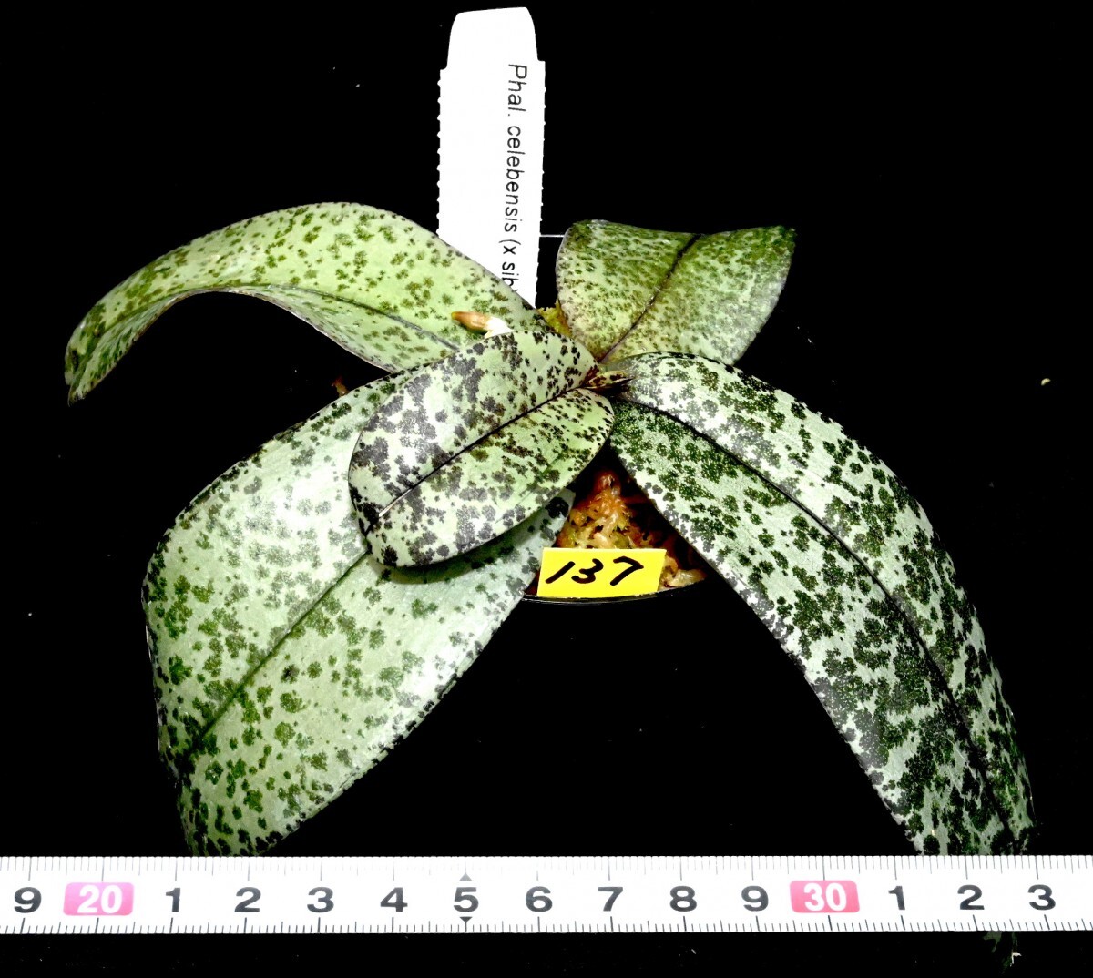 洋蘭原種 (137) 葉の綺麗な胡蝶蘭 大きな株です。Phal. celebensis ファレノプシス セレベンシスの画像3