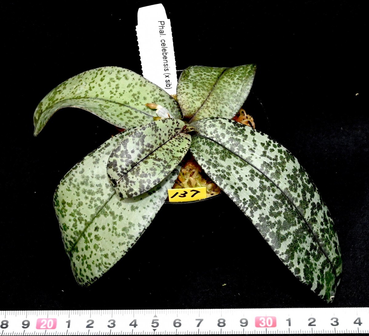 洋蘭原種 (137) 葉の綺麗な胡蝶蘭 大きな株です。Phal. celebensis ファレノプシス セレベンシスの画像4