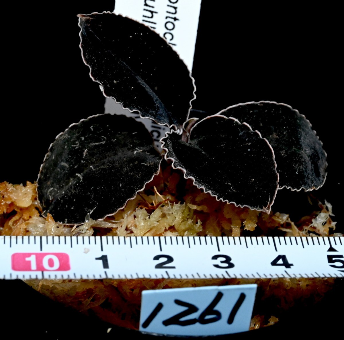 洋蘭原種 (1261) 人気のブラックジュエル Odontochilus (Kuhlhasseltia) javanica オドンドキラス ジャバニカの画像3