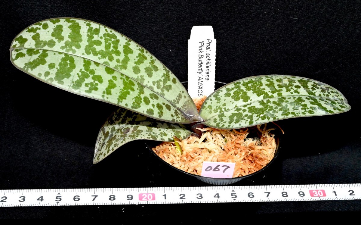 洋蘭原種 (067) 入賞花 葉の綺麗な胡蝶蘭 Phal. schilleriana 'Pink Butterfly' AM/AOS 'ピンク バタフライ’の画像4