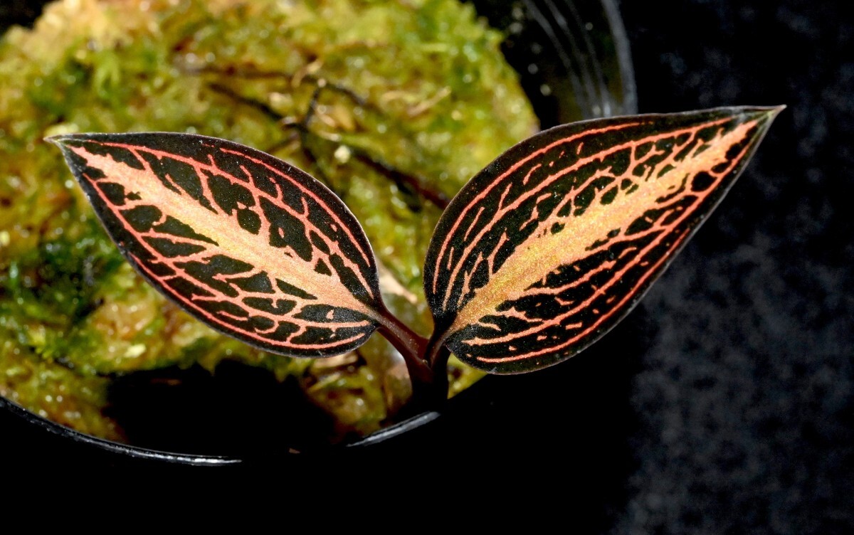 洋蘭原種 (552) Ludisia discolor 'Salmon Sandstone' ルディシア ディスカラー ’サーモンサンドストーン’の画像3