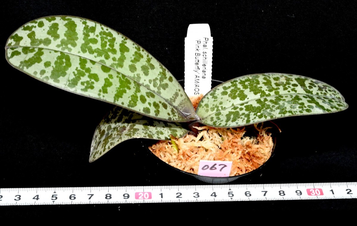 洋蘭原種 (067) 入賞花 葉の綺麗な胡蝶蘭 Phal. schilleriana 'Pink Butterfly' AM/AOS 'ピンク バタフライ’の画像6