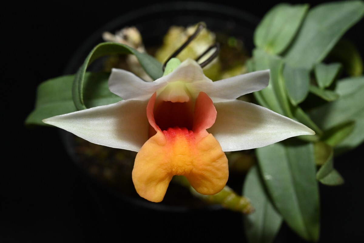 洋蘭原種 () 花の大きめの良個体 Den. bellatulum デンドロビューム ベラチュラムの画像2