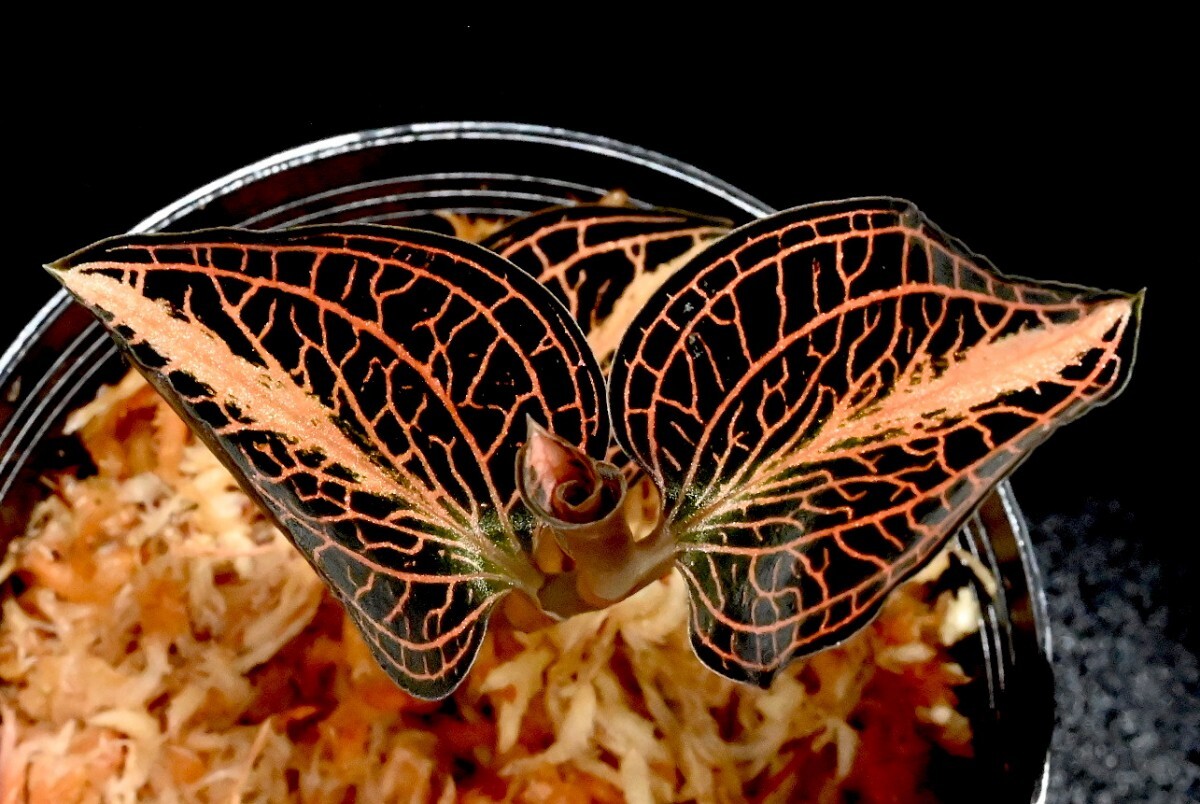 洋蘭 (150) Anoectochilus (sp. 'Nan Red Vein x albolineatus) アネクトキラス （sp. ナン レッド ベイン x アルボリネアタス）の画像2