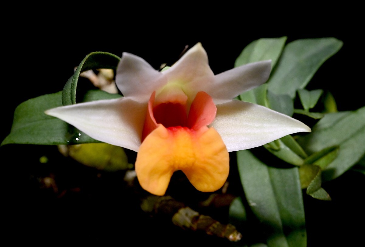 洋蘭原種 () 花の大きめの良個体 Den. bellatulum デンドロビューム ベラチュラムの画像3
