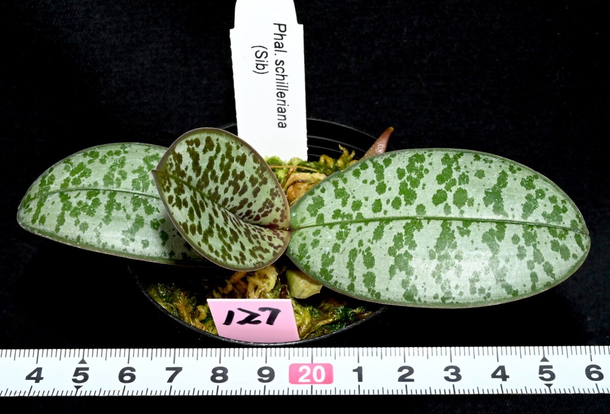 洋蘭原種 (127) 葉の綺麗な胡蝶蘭 Phal. schilleriana （SIb) ファレノプシス シレリアナSIbの画像2