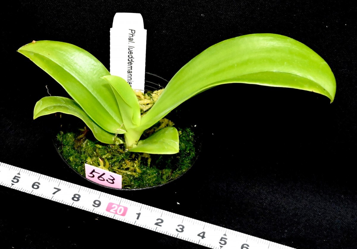 洋蘭 (563) 新入荷 花芽つき、とても綺麗な花が咲き始めています。Phal. (YangYang Blue Flash x YangYang Blue Surprise) (Sib)の画像5