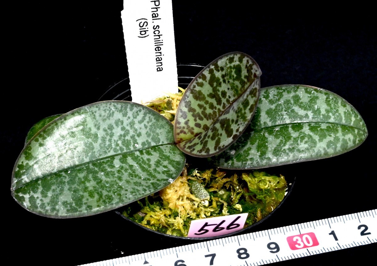 洋蘭原種 (566) 葉の綺麗な胡蝶蘭 Phal. schilleriana （SIb) ファレノプシス シレリアナSIbの画像4